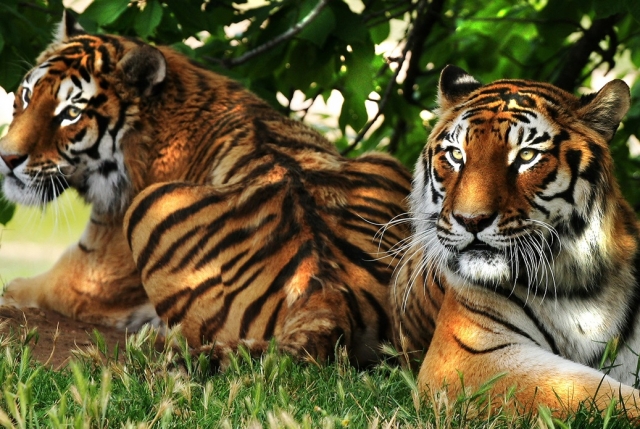  Couple de tigres 